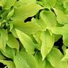 Hosta Sun Power
