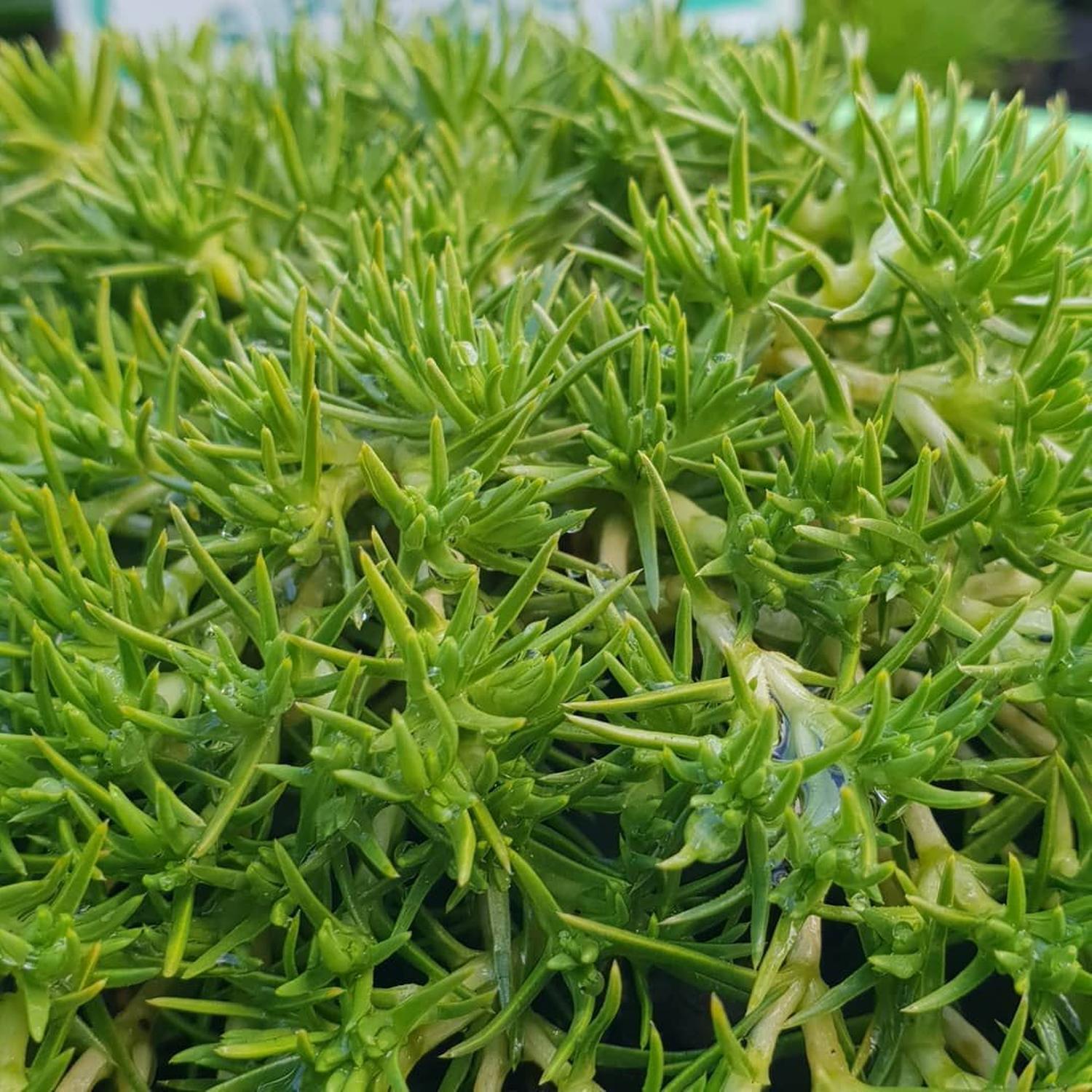 Scleranthus Biflorus