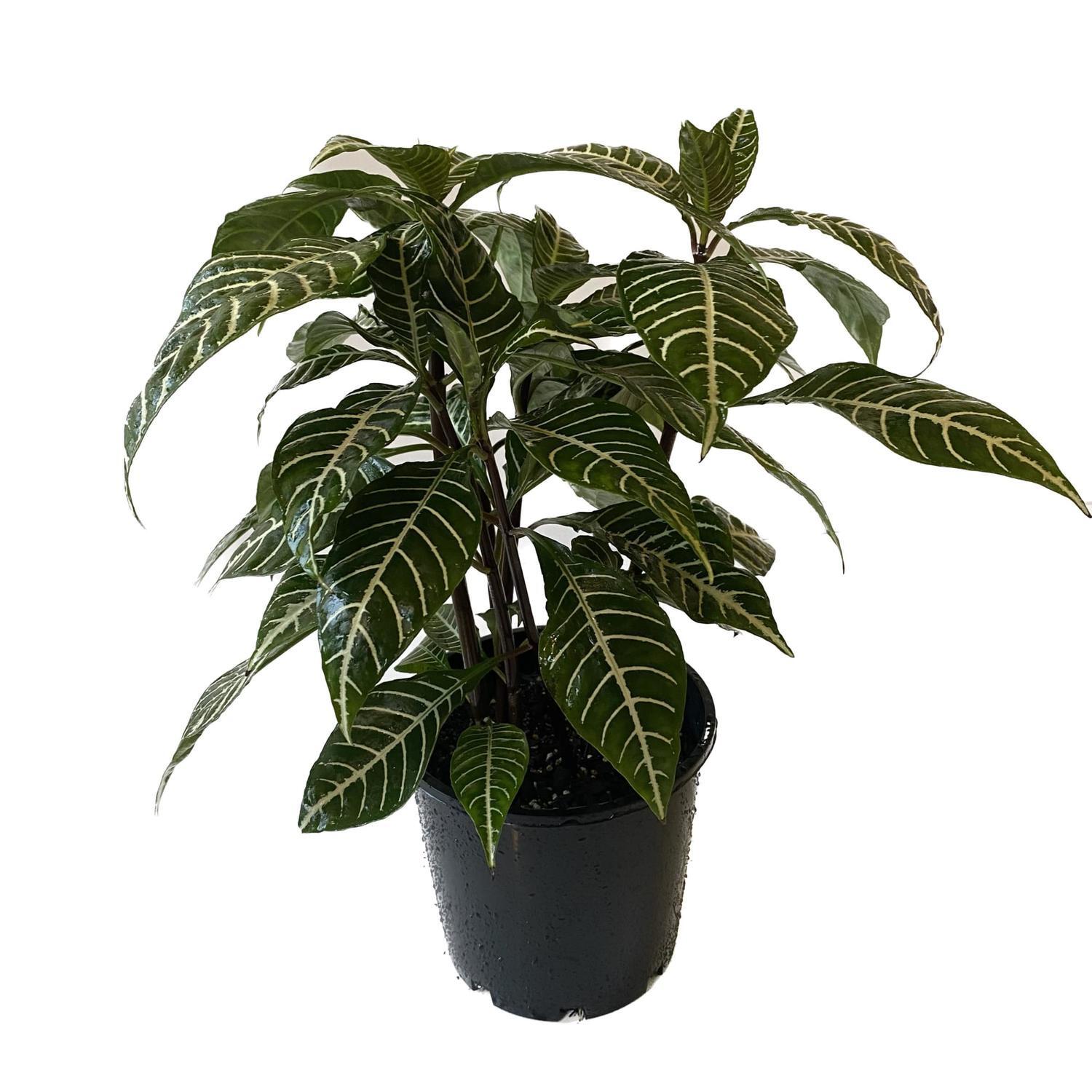 Aphelandra Squarrossa 20cm