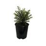 Hebe Diosmifolia Mauve 1.9 litre