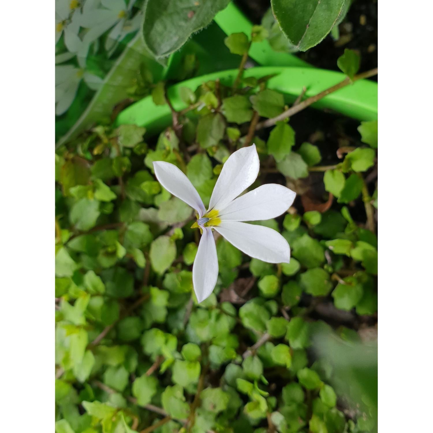 Pratia Angulata