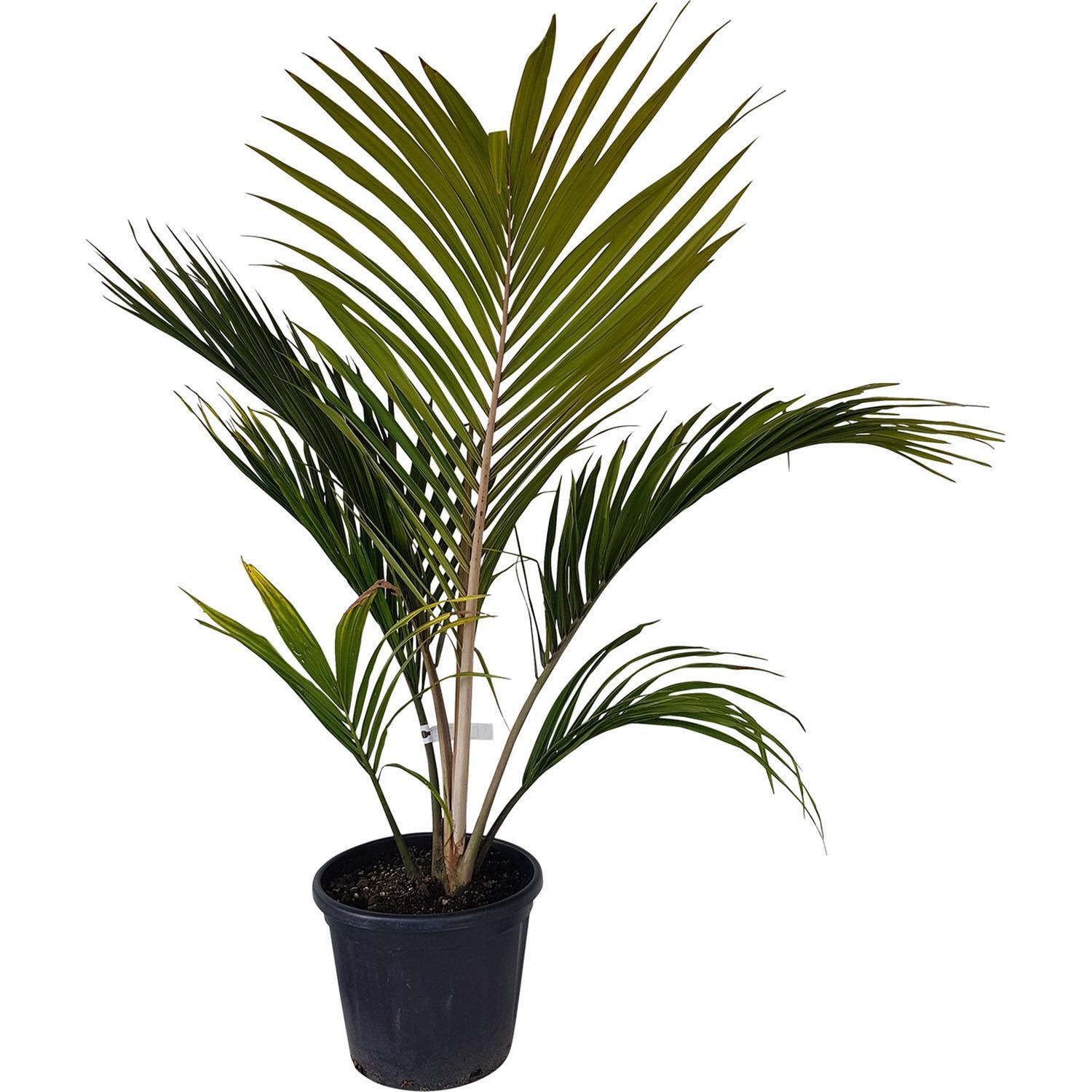 Rhopalostylis Sapida Chathamica
