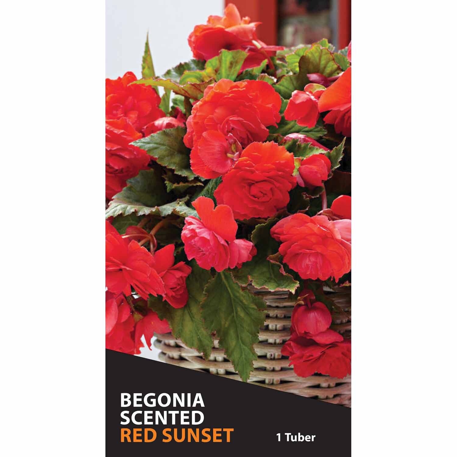 Begonia Fragrant 'Red Sunset'