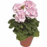 Geranium Pac Dark Delight