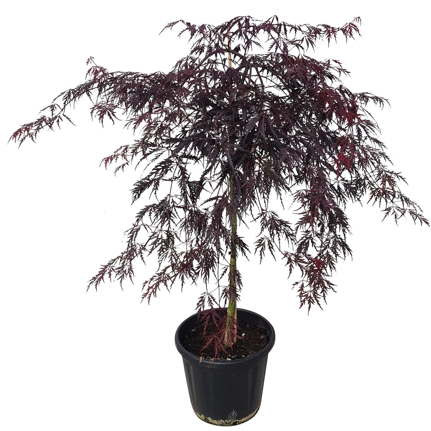 Acer Tamukeyama