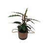 Calathea 'Rufibarba' in Ceramic Pot