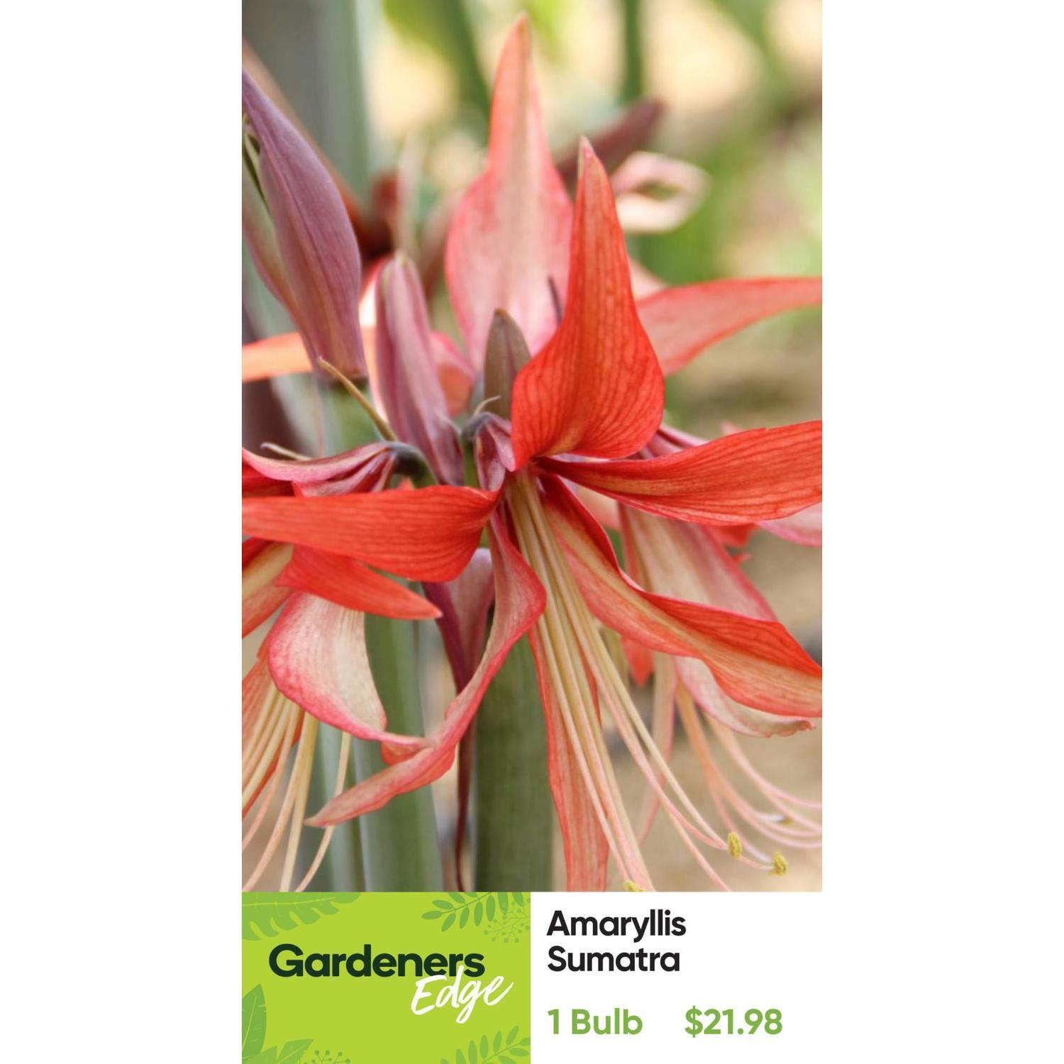 Amaryllis Sumatra Pack of 1