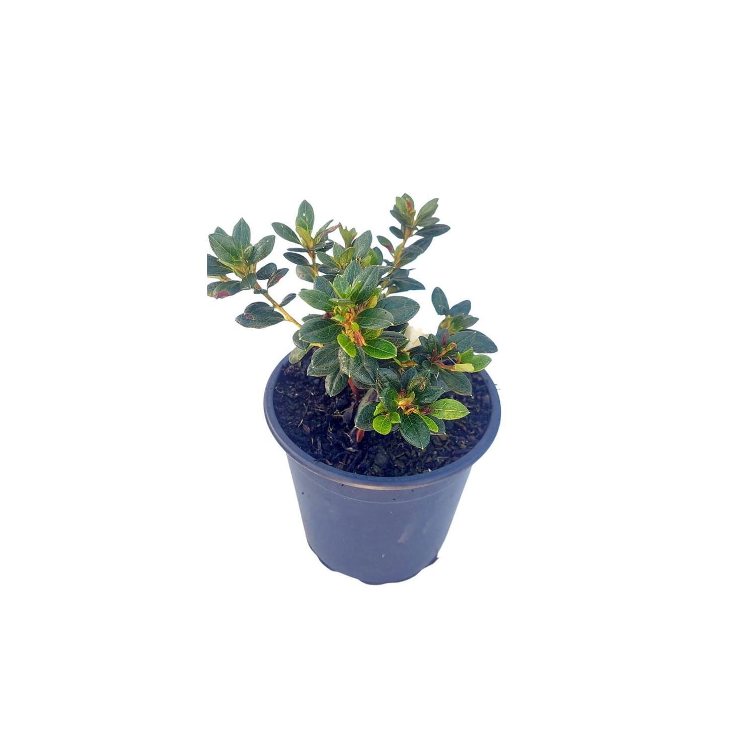 Azalea 'miss kint white'