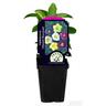 Hellebore Orientalis Vibrant Bouquet