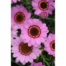 Grandessa Argyranthemum