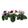 Gloxinia