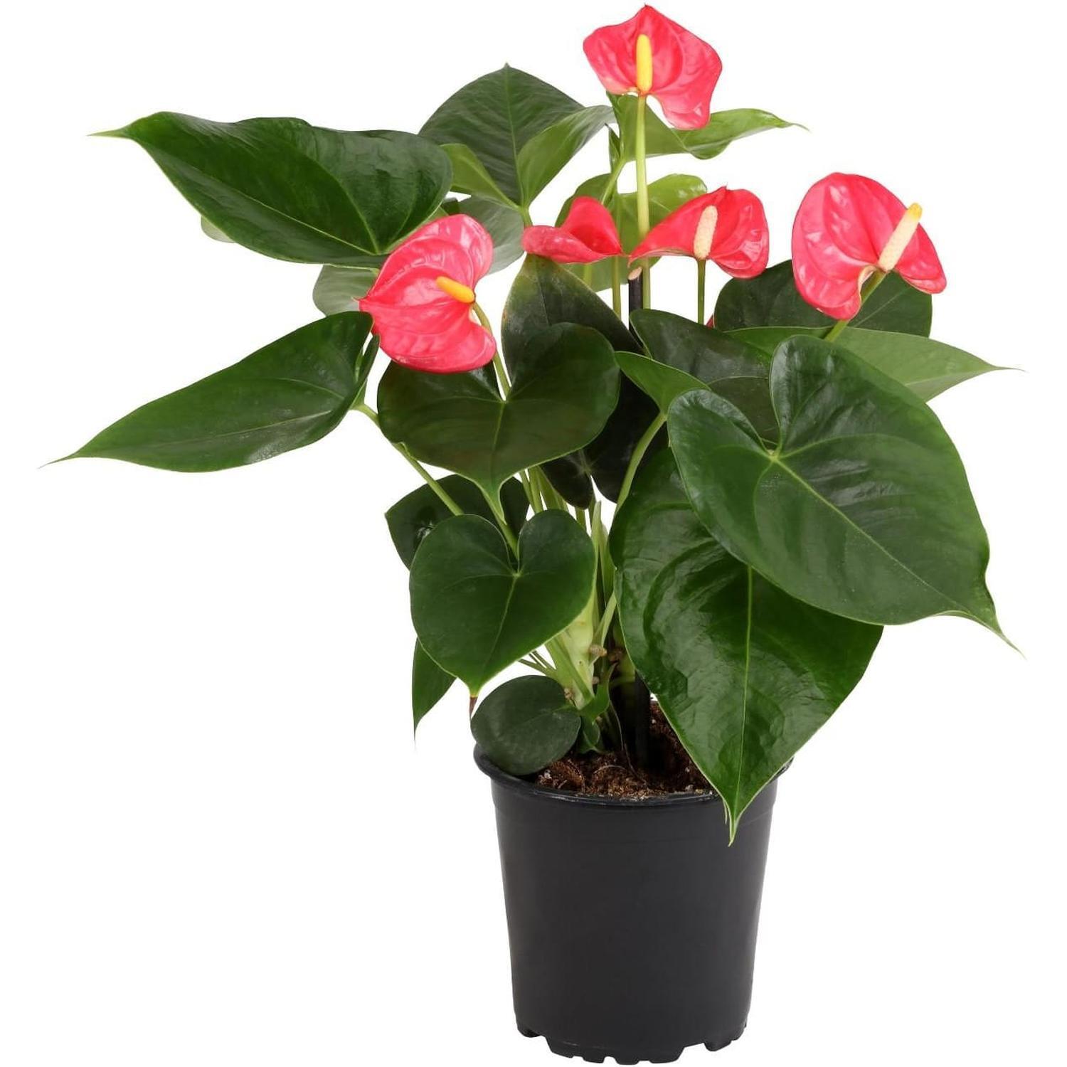 Anthurium Delicata