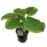 Hosta Frances Williams