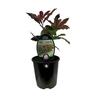 Photinia Red Robin 1.9 Litre