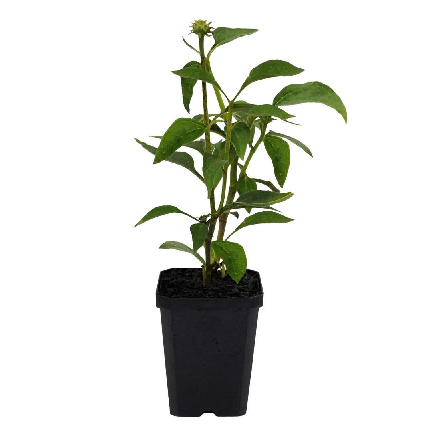 Echinacea Purpurea Magnus