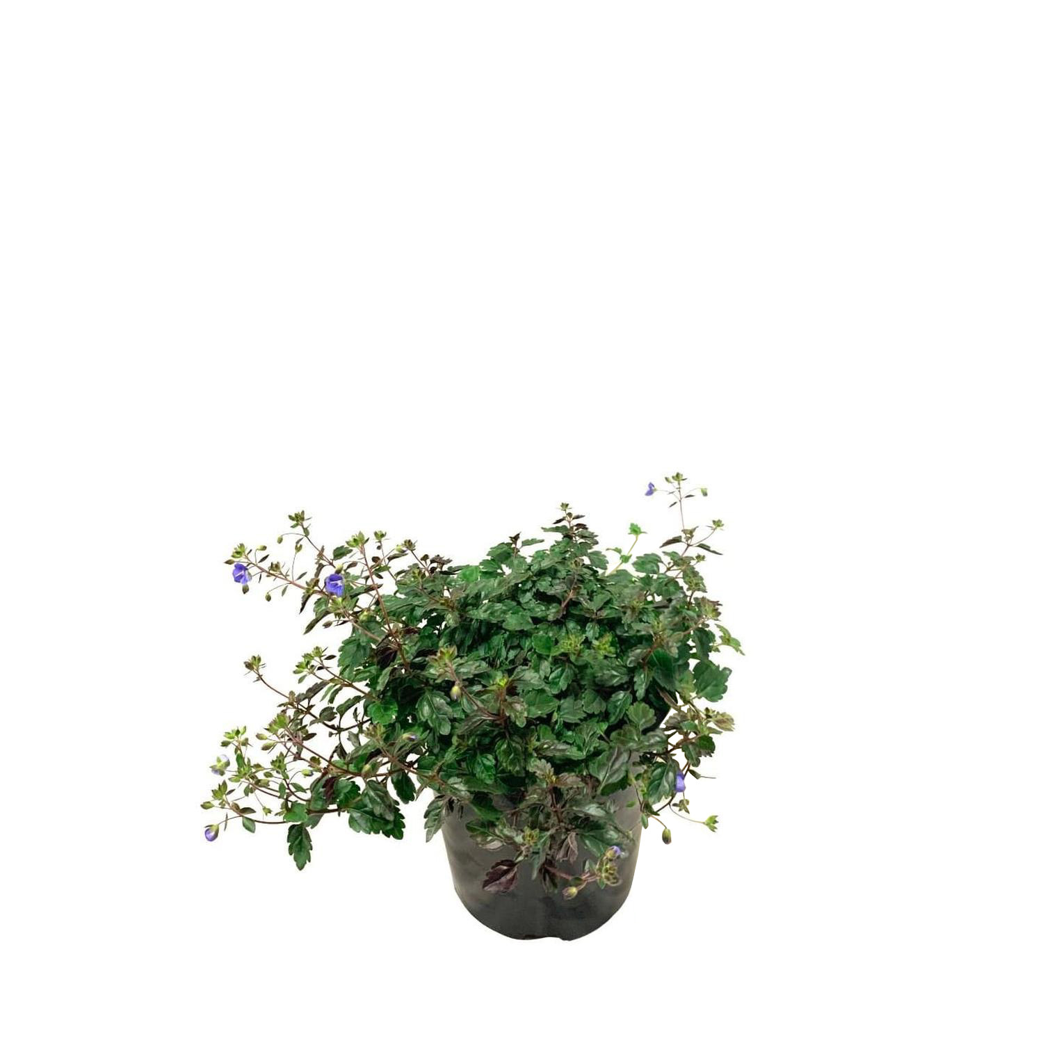 Veronica