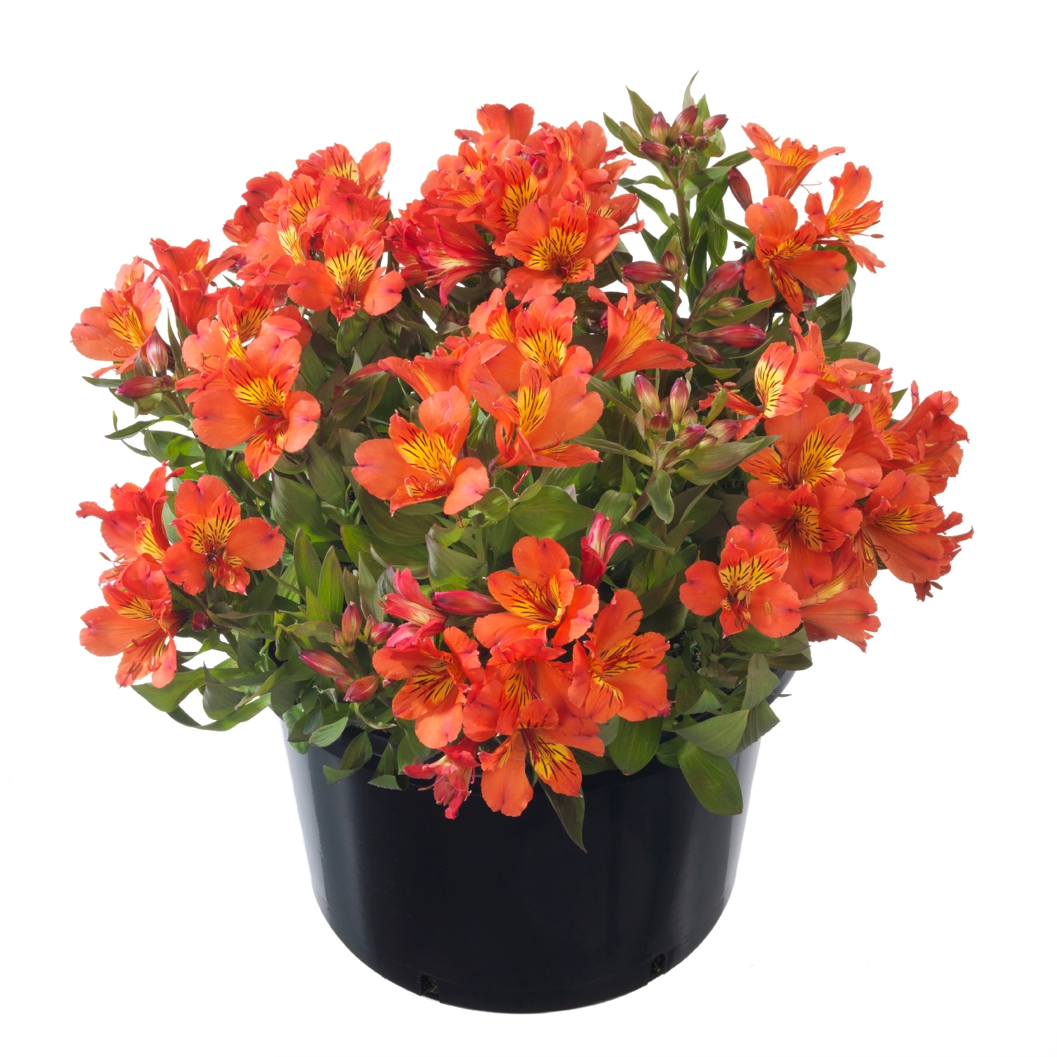Alstroemeria Summer Holiday