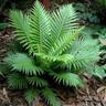 Blechnum Silver Lady