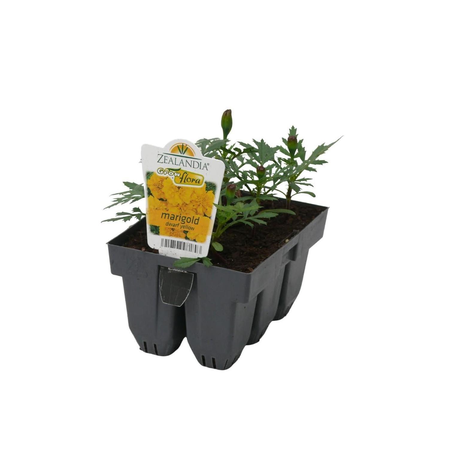 Marigold Dwarf