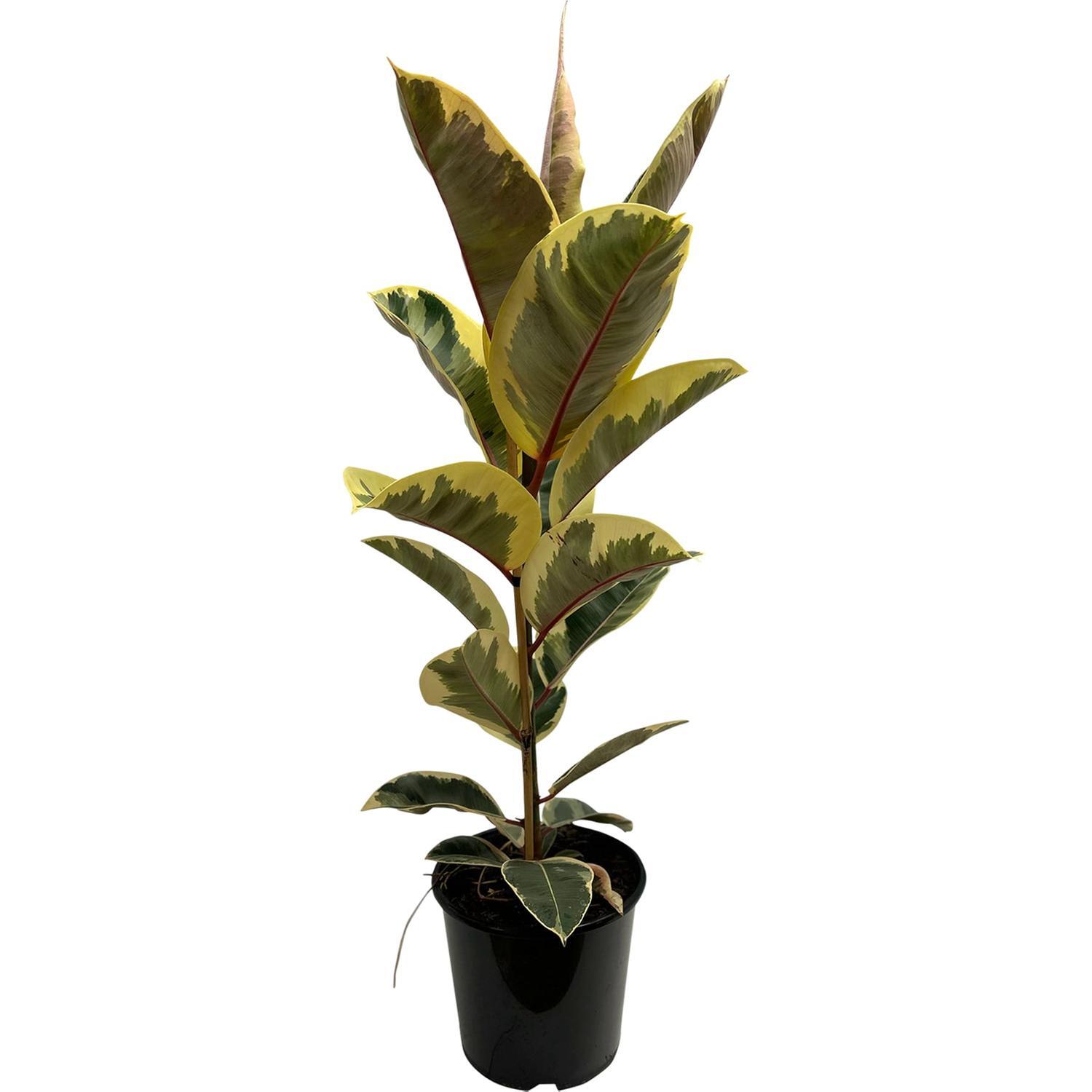 Ficus Tineke 'Rubber Fig' 6 Litre
