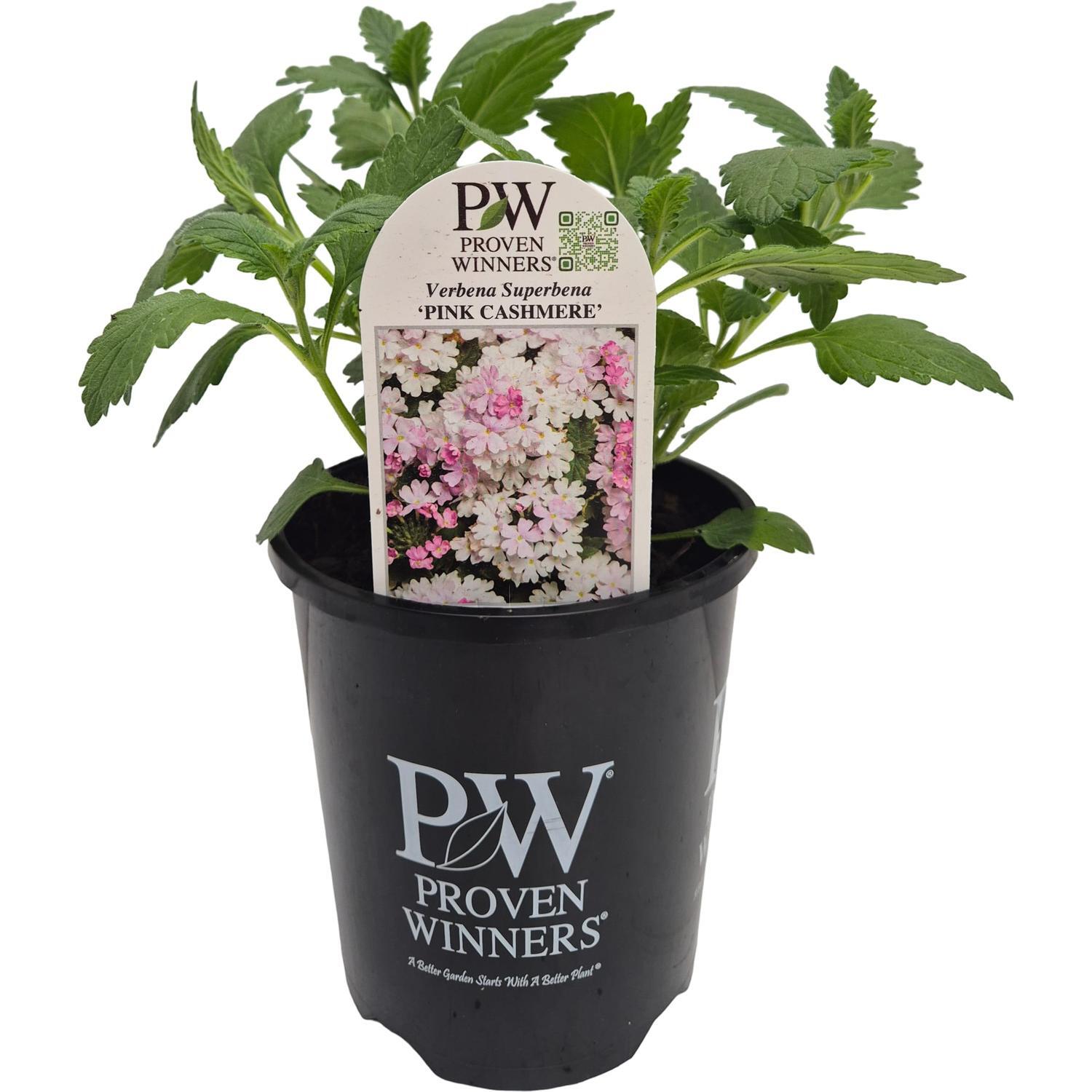 Verbena Superbena Pink Cashmere 1.5L