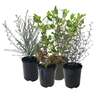 Griselinia Broadway Mint