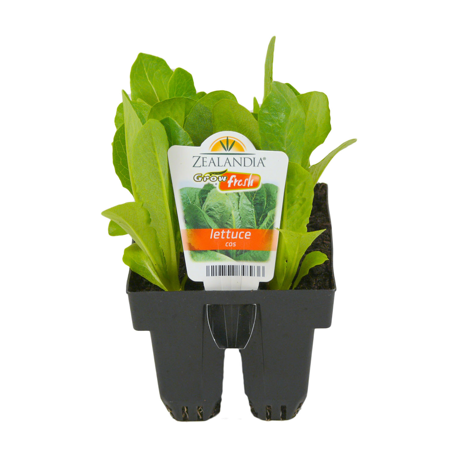 Lettuce Cos