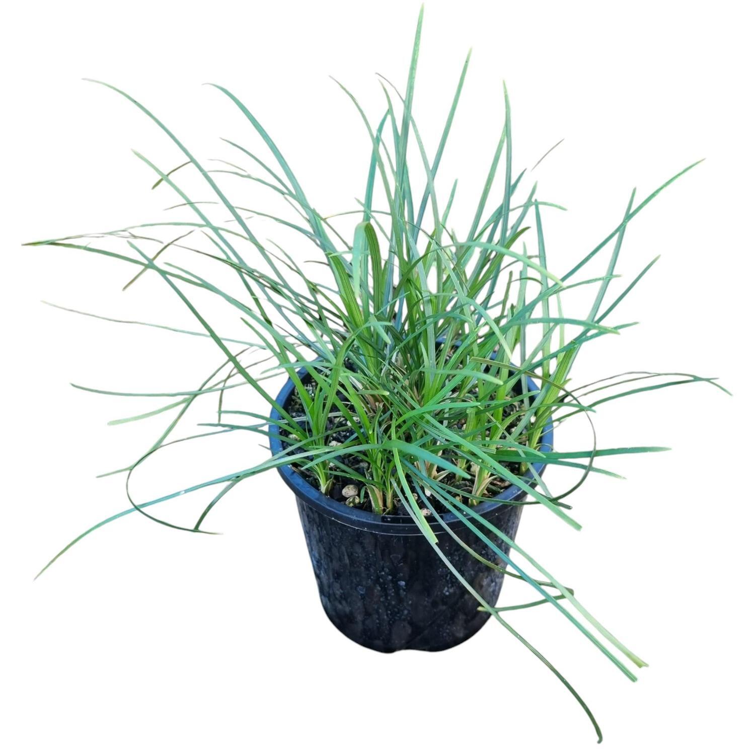 Ophiopogon 'Mondo Grass' Japonicus 1.3L