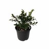 Osmanthus Pearly Gates
