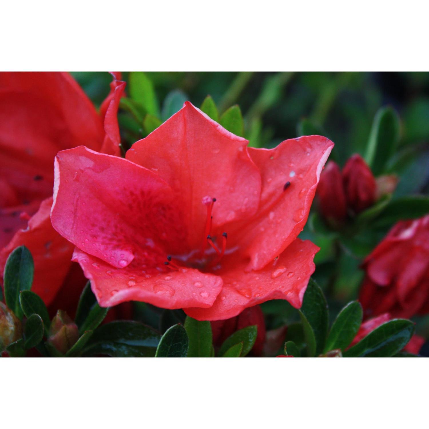 Azalea