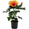 Flowering Hibiscus