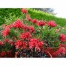 Grevillea New Blood