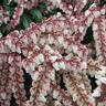 Pieris Assorted 1.5L