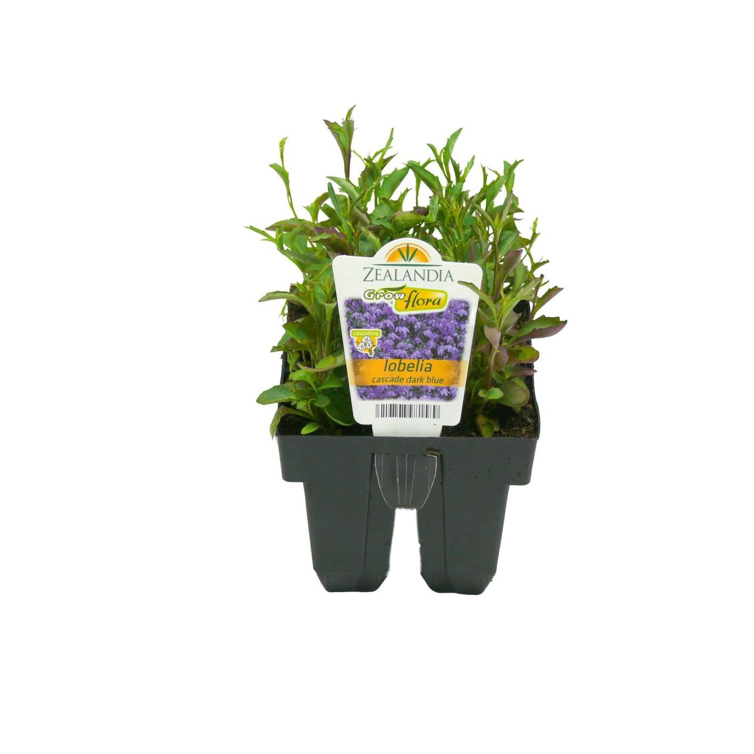 Lobelia Cascade