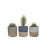 Assorted Cacti in Ceramic Pot