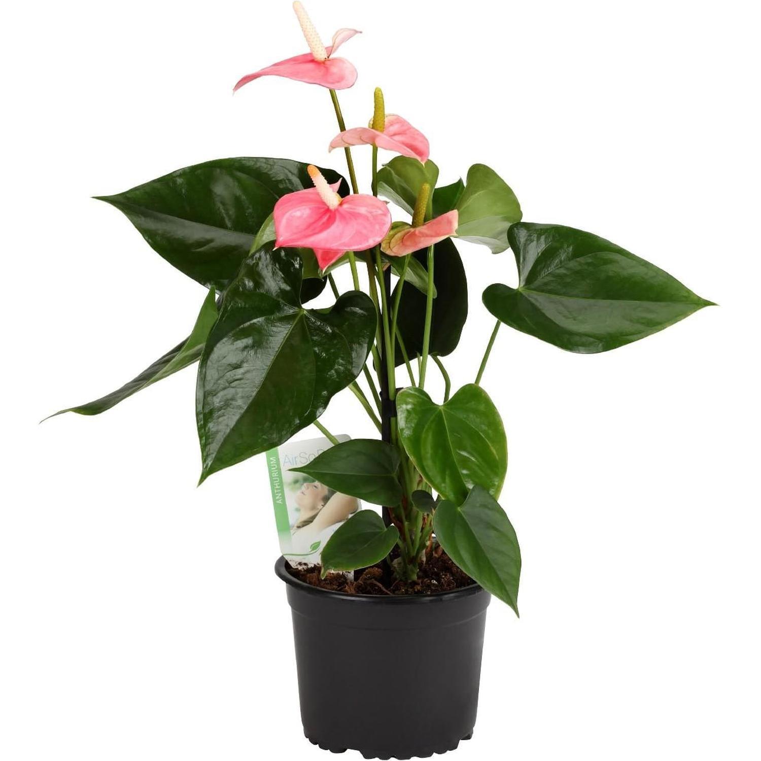 Anthurium Sweet Leny