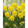 Daffodil Trumpet Gigantic Star 5 Pack