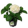 Hydrangea Schneeball