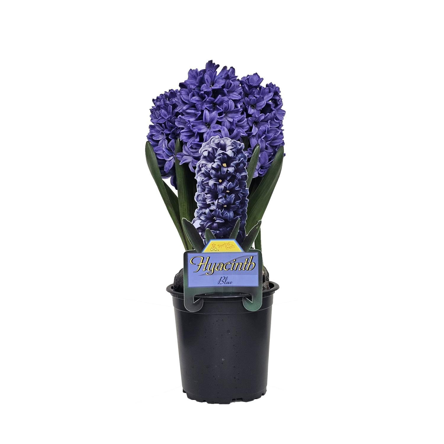 Potted Hyacinth