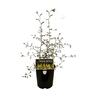 Sophora Microphylla Kowhai 1.9 litre