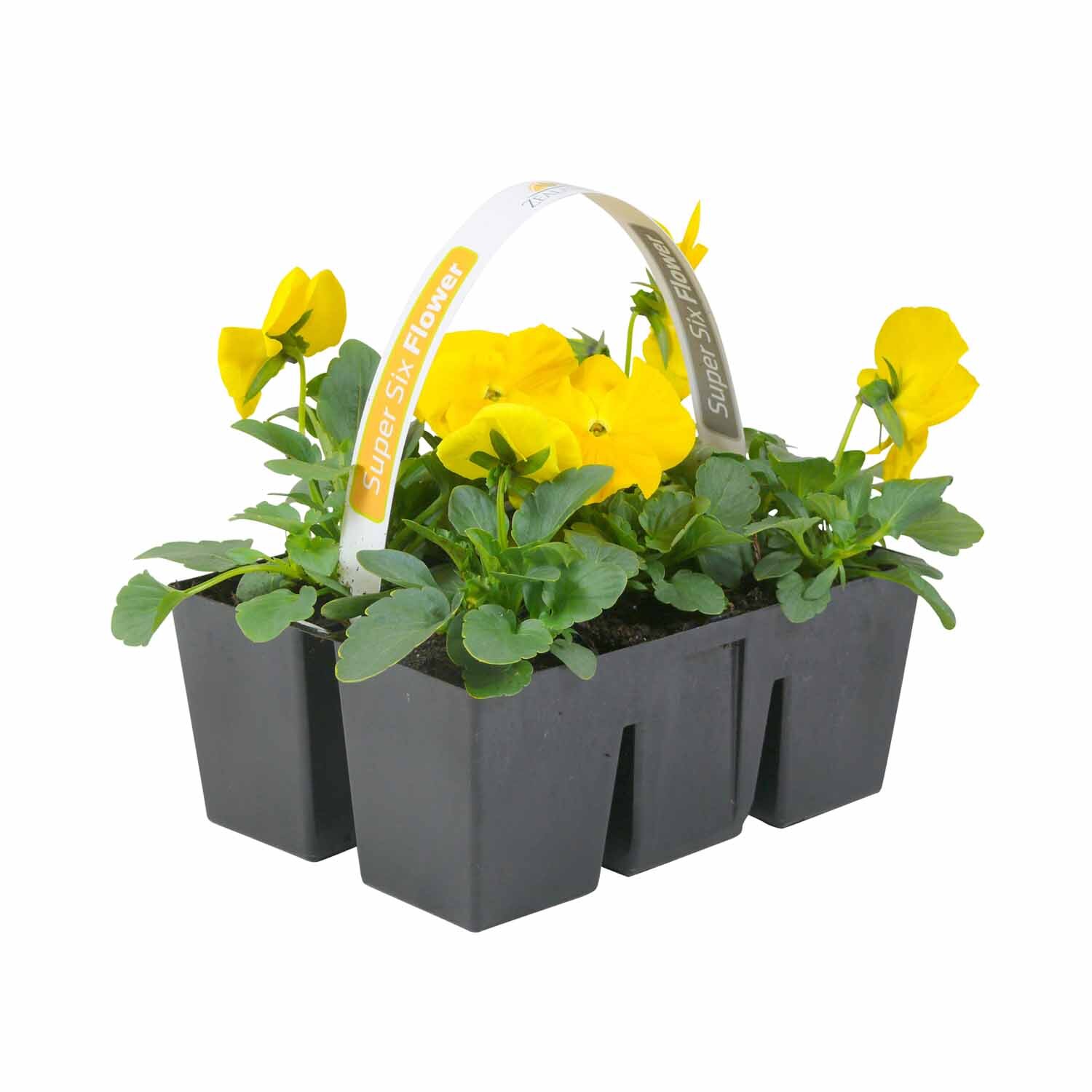 Pansy