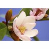 Magnolia Fairy Blush
