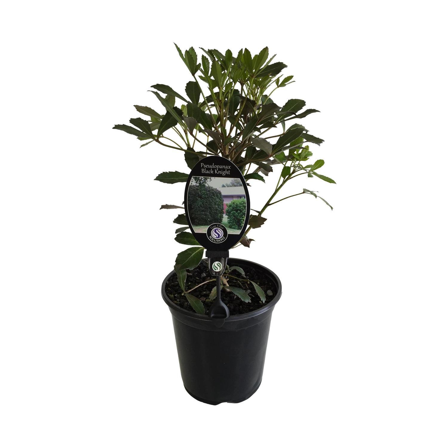 Pseudopanax Black Knight