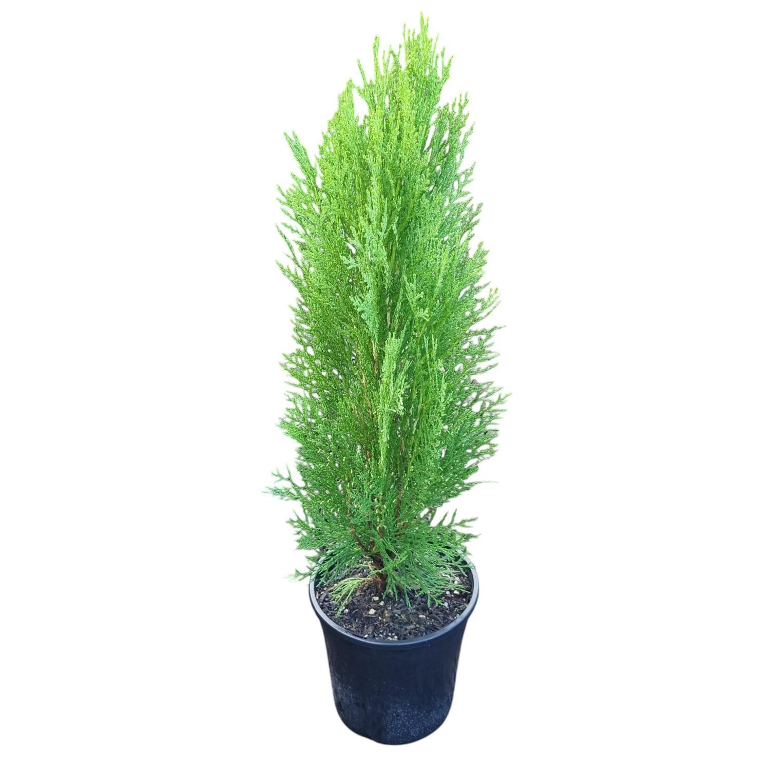 Thuja O. Blue Cone 4L