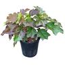 Hydrangea Pee Wee  4L