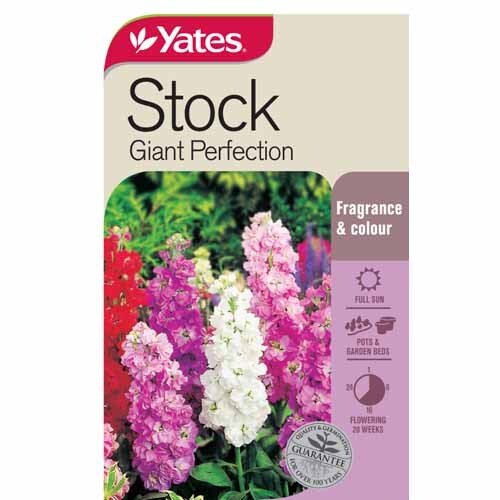 Stock Giant Perfection