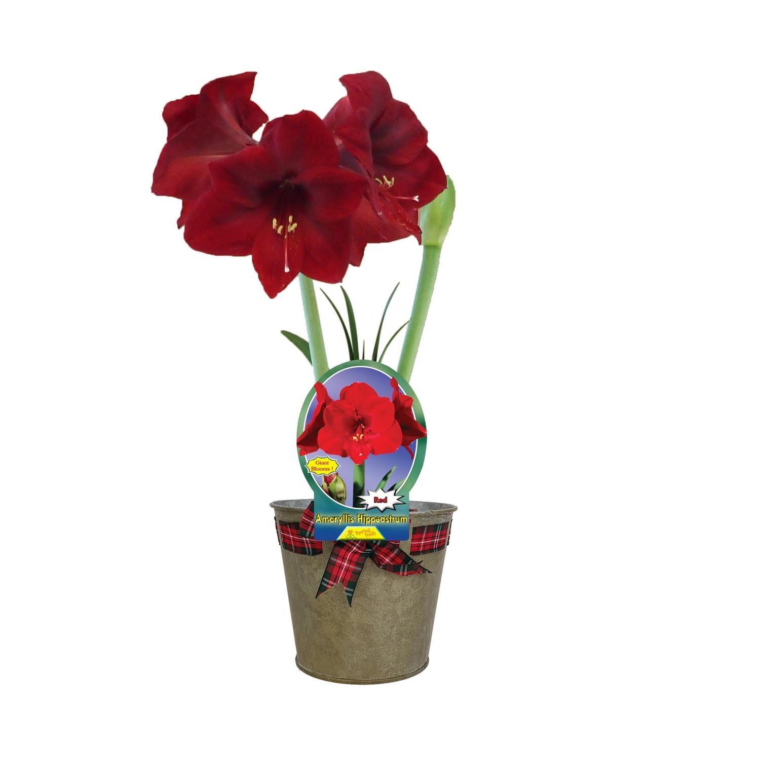 Amaryllis Gift Wrapped
