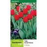 Tulip Ile De France Pack of 5