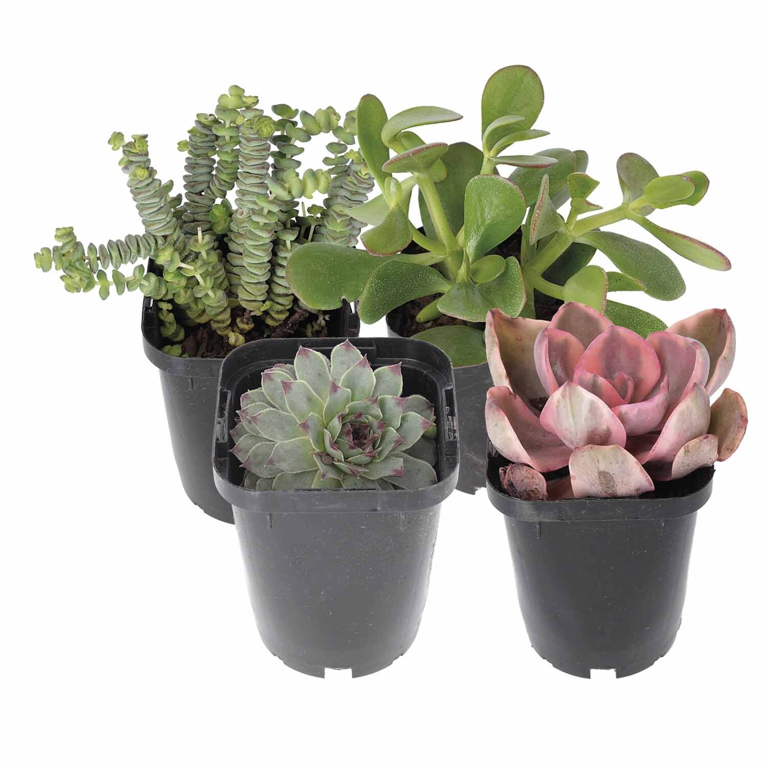 Succulents