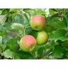 Apple Semi Dwarf Sturmer